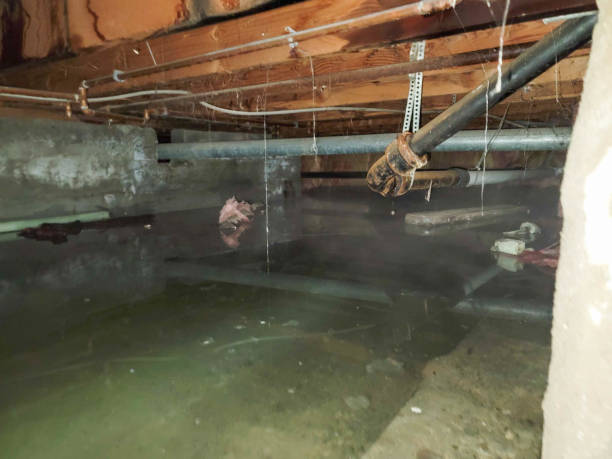 Best Water damage contractors near me  in Bladensburg, MD