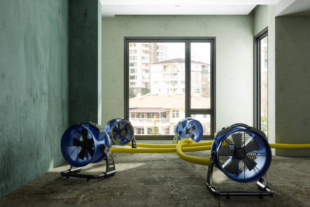 Best Mold removal after water damage  in Bladensburg, MD